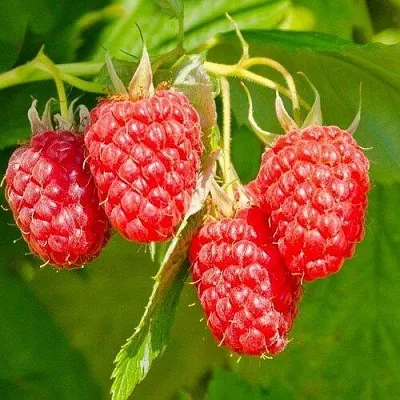 Малина ИЗОБИЛЬНАЯ  Малина ИЗОБИЛЬНАЯ в Омске