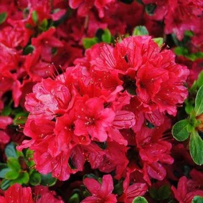 Азалия ХИНО КРИМСОН японская — описание сорта Азалия ХИНО КРИМСОН японская в Омске