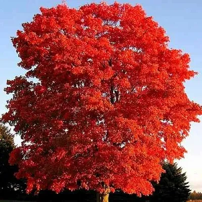 Дуб красный   Дуб красный  в Омске