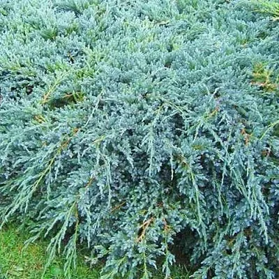 Можжевельник БЛЮ КАРПЕТ чешуйчатый  Можжевельник БЛЮ КАРПЕТ чешуйчатый в Омске