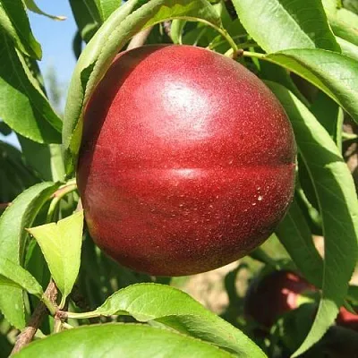 Нектарин ФАНТАЗИЯ  Нектарин ФАНТАЗИЯ в Омске