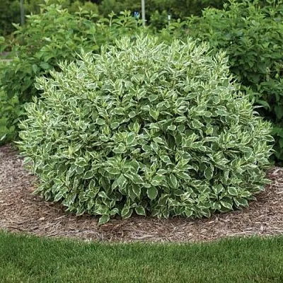 Дерен ЭЛЕГАНТИССИМА белый  Дерен ЭЛЕГАНТИССИМА белый в Омске