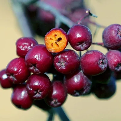 Рябина сладкоплодная в Омске