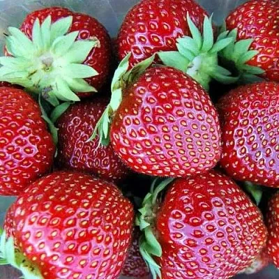 Клубника МАЛЬВИНА в Омске