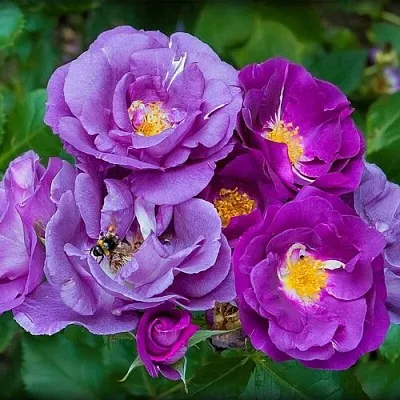 Саженцы роз РАПСОДИЯ ИН БЛЮ шраб  Саженцы роз РАПСОДИЯ ИН БЛЮ шраб в Омске