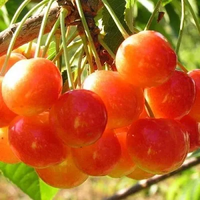 Черешня СОПЕРНИЦА  Черешня СОПЕРНИЦА в Омске