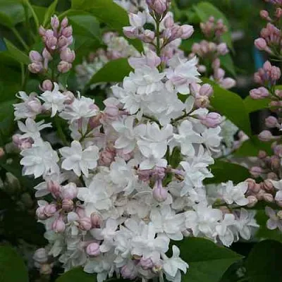 Сирень КРАСАВИЦА МОСКВЫ  Сирень КРАСАВИЦА МОСКВЫ в Омске