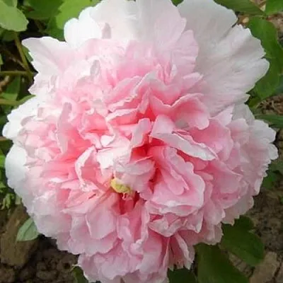 Пион БУКЕТ РОЗОВЫХ ГВОЗДИК древовидный  Пион БУКЕТ РОЗОВЫХ ГВОЗДИК древовидный в Омске