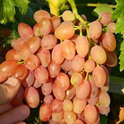 Виноград КИШМИШ ЛУЧИСТЫЙ  Виноград КИШМИШ ЛУЧИСТЫЙ в Омске