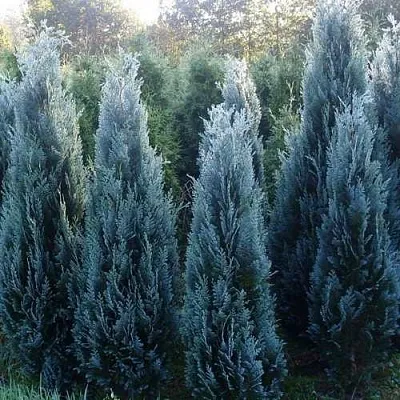 Кипарисовик ДАРТС БЛЮ РИББОН лавсона в Омске