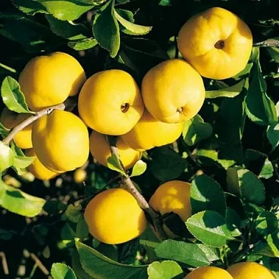 Айва ЦЕЗАРЬ  Айва ЦЕЗАРЬ в Омске