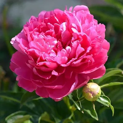 Пион БУШЕЛА травянистый  Пион БУШЕЛА травянистый в Омске
