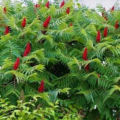 Сумах  Сумах в Омске