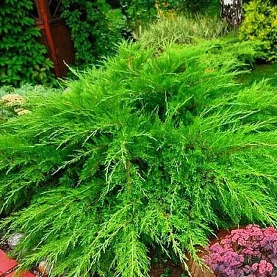 Можжевельник МИНТ ДЖУЛЕП средний  Можжевельник средний Mint Julep (МИНТ ДЖУЛЕП) в Омске