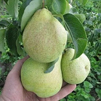 Груша КУДЕСНИЦА  Груша КУДЕСНИЦА в Омске