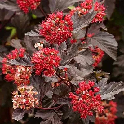 Пузыреплодник РЕД БАРОН  Пузыреплодник РЕД БАРОН в Омске