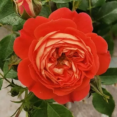 Саженцы роз СТАРЛЕТ РОУЗ КАРМЕН плетистая  Саженцы роз СТАРЛЕТ РОУЗ КАРМЕН плетистая в Омске