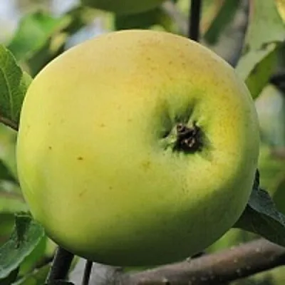 Яблоня РОССИЯНКА  Яблоня РОССИЯНКА в Омске