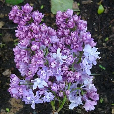 Сирень НАДЕЖДА  Сирень НАДЕЖДА в Омске