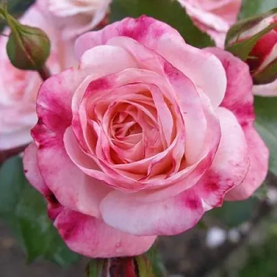 Саженцы роз РОЗЕНШТАДТ ФРАЙЗИНГ шраб  Саженцы роз РОЗЕНШТАДТ ФРАЙЗИНГ шраб в Омске