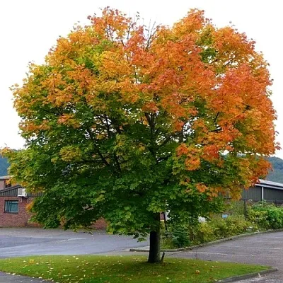 Клен остролистный  Клен остролистный в Омске