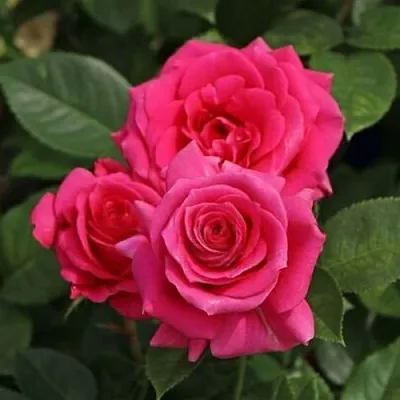 Саженцы роз ЛАВ ЛЕТТЕР флорибунда  Саженцы роз ЛАВ ЛЕТТЕР флорибунда в Омске