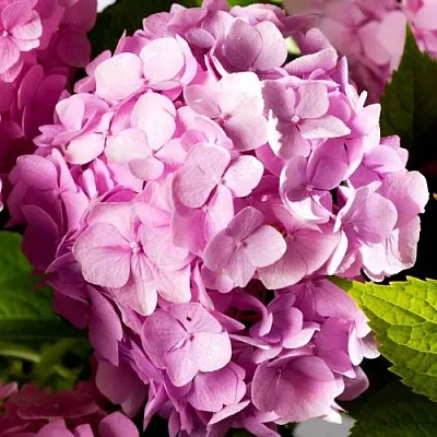 Гортензия БУКЕТ РОУЗ крупнолистная  Гортензия БУКЕТ РОУЗ крупнолистная в Омске