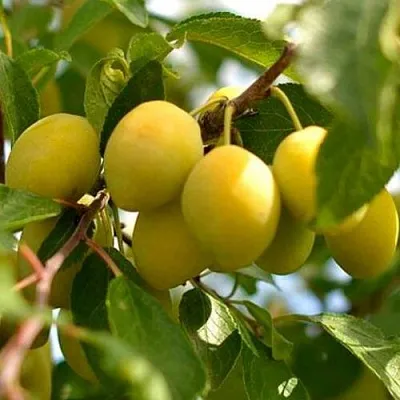 Слива ОЧАКОВСКАЯ ЖЕЛТАЯ  Слива ОЧАКОВСКАЯ ЖЕЛТАЯ в Омске