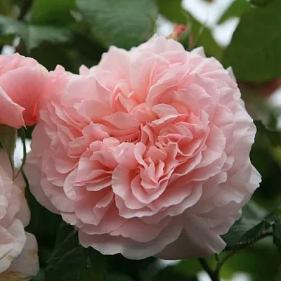 Саженцы роз РОЗ ДЕ ТОЛБИАК плетистая  Саженцы роз РОЗ ДЕ ТОЛБИАК плетистая в Омске