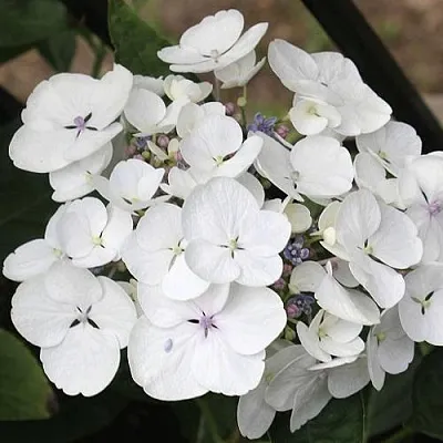 Гортензия ЛИБЕЛЛЕ крупнолистная  Гортензия ЛИБЕЛЛЕ крупнолистная в Омске