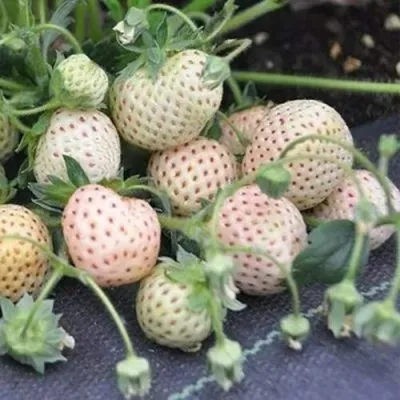 Клубника АНАНАСА ремонтантная в Омске