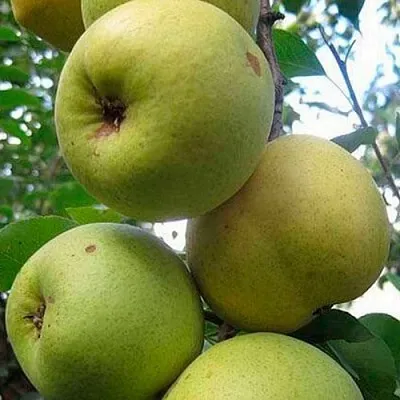 Груша РОГНЕДА  Груша РОГНЕДА в Омске