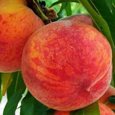 Персик ЗОЛОТОЙ ЮБИЛЕЙ  Персик ЗОЛОТОЙ ЮБИЛЕЙ в Омске