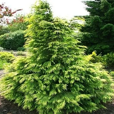 Кипарисовик САНКИСТ лавсона в Омске