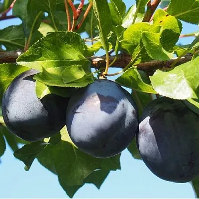 Слива ВОЛАТ  Слива ВОЛАТ в Омске