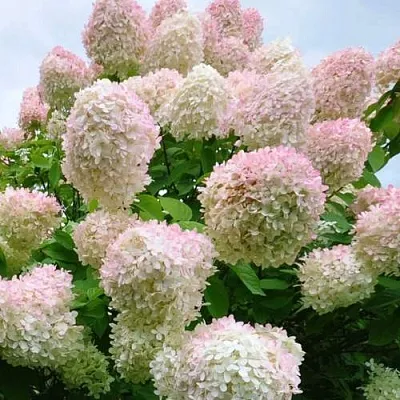 Гортензия ГРАНДИФЛОРА метельчатая  Гортензия ГРАНДИФЛОРА метельчатая в Омске