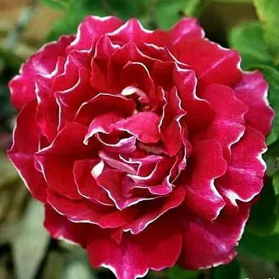 Саженцы роз БАРОН ЖИРО ДЕ ЛЕН ремонтантная  Саженцы роз БАРОН ЖИРО ДЕ ЛЕН ремонтантная в Омске