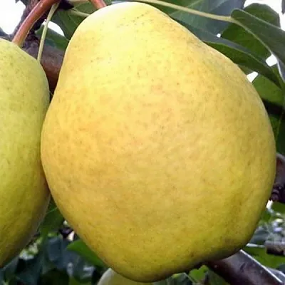 Груша ОСЕННИЙ ВЕЛИКАН  Груша ОСЕННИЙ ВЕЛИКАН в Омске