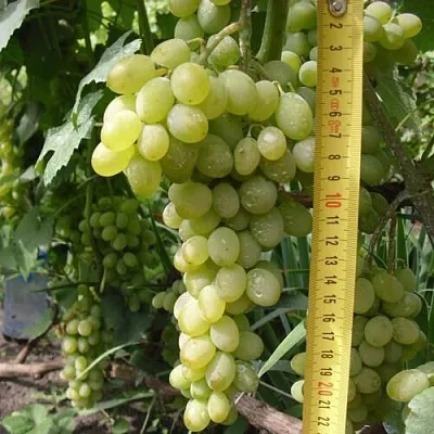 Виноград АНАНАСНЫЙ РАННИЙ  Виноград АНАНАСНЫЙ РАННИЙ в Омске