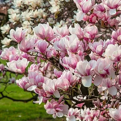 Магнолия  Магнолия в Омске