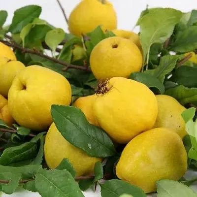 Айва ЯПОНСКАЯ  Айва ЯПОНСКАЯ в Омске