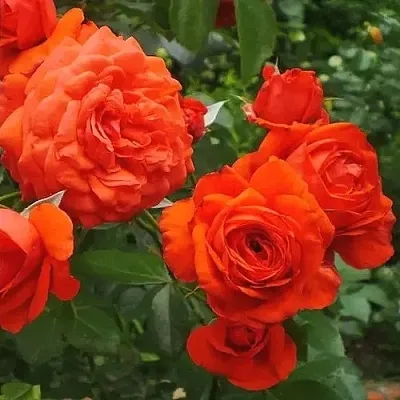 Саженцы роз МАЙНТАУЭР плетистая  Саженцы роз МАЙНТАУЭР плетистая в Омске