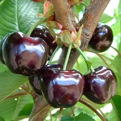 Черешня МУСКАТНАЯ  Черешня МУСКАТНАЯ в Омске