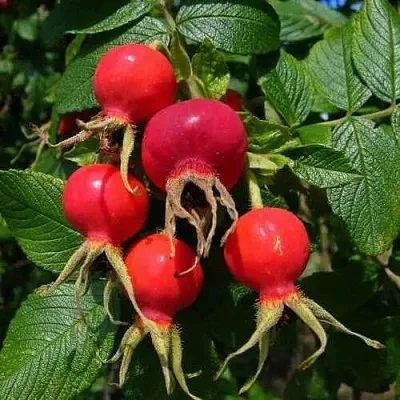 Шиповник ВИТАМИННЫЙ ВНИВИ  Шиповник ВИТАМИННЫЙ ВНИВИ в Омске