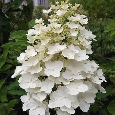 Гортензия КИУШУ метельчатая  Гортензия КИУШУ метельчатая в Омске