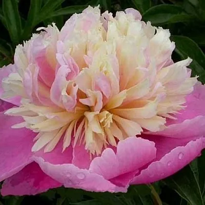 Пион ВЕСЕННЯЯ ПАЛИТРА травянистый  Пион ВЕСЕННЯЯ ПАЛИТРА травянистый в Омске