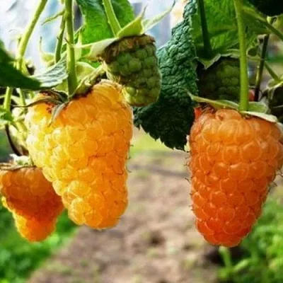 Малина ОРАНЖЕВОЕ ЧУДО  Малина ОРАНЖЕВОЕ ЧУДО в Омске