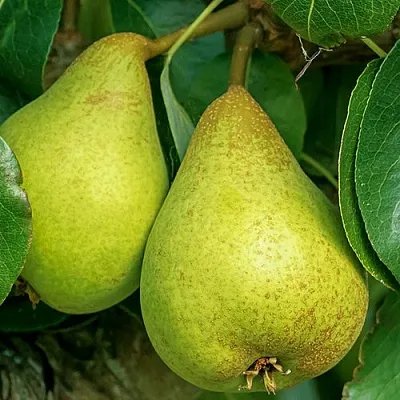 Груша Г-6 колонновидная  Груша Г-6 колонновидная в Омске