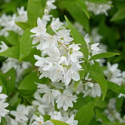 Дейция шершавая  Дейция шершавая в Омске