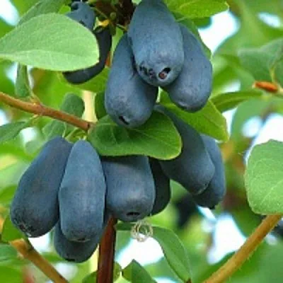 Жимолость съедобная ЮГАНА в Омске